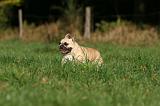 BOULEDOGUE FRANCAIS 1213